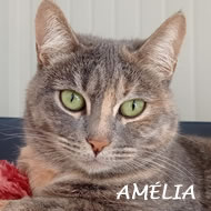 AMELIA