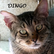 DINGO