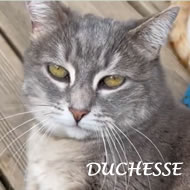 DUCHESSE