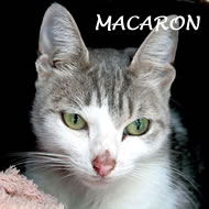MACARON