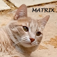 MATRIX