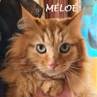 MELOE