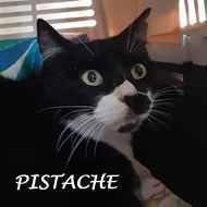 PISTACHE