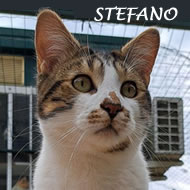 STEFANO