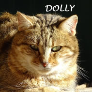 DOLLY