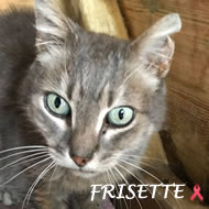 FRISETTE