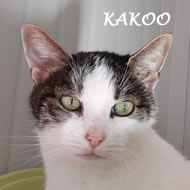 KAKOO