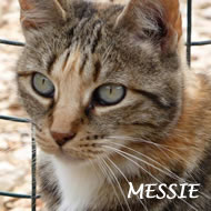 MESSIE