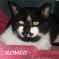 ROMEO