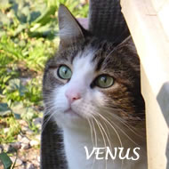VENUS