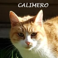 CALIMERO