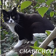 CHABICHOU