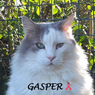 GASPER