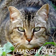 MARGUERITE