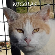 NICOLAS