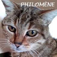 PHILOMENE