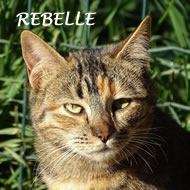 REBELLE