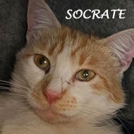 SOCRATE