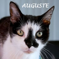 AUGUSTE
