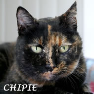 CHIPIE