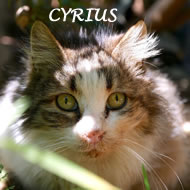 CYRIUS