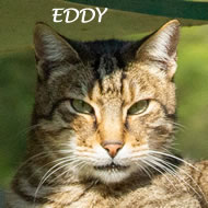EDDY