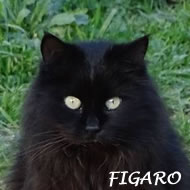 FIGARO