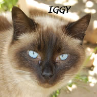 IGGY