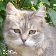 IODA