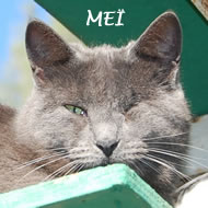 MEI