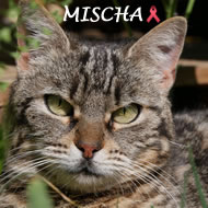 MISCHA