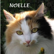 NOELLE