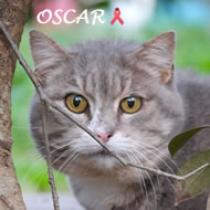 OSCAR