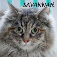 SAVANNAH