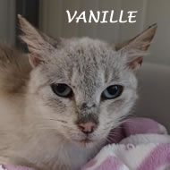 VANILLE