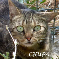 CHUPA