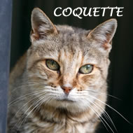 COQUETTE