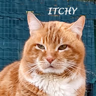 ITCHY