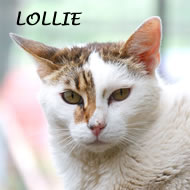 LOLLIE