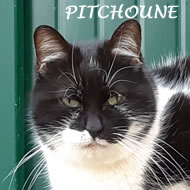PITCHOUNE