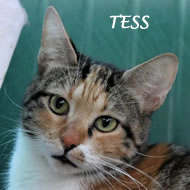 TESS