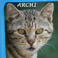 ARCHI