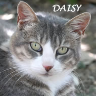 DAISY
