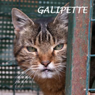 GALIPETTE